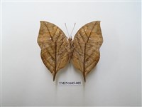 藏品(枯葉蛺蝶)的圖片